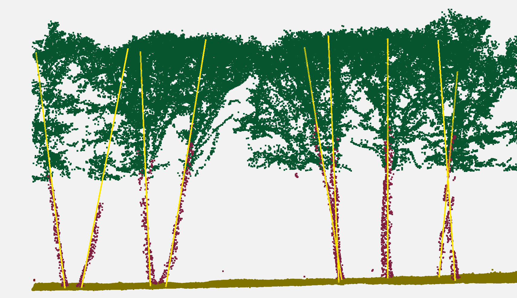 Vectorization of tree trunks
