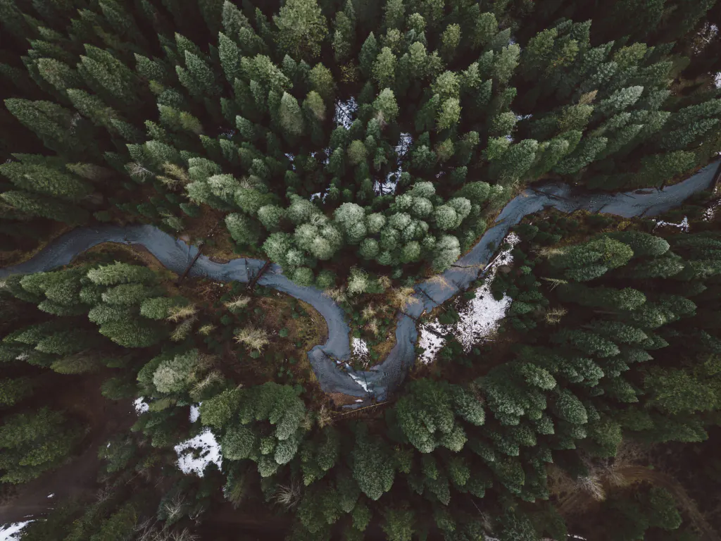 Forest aerial view