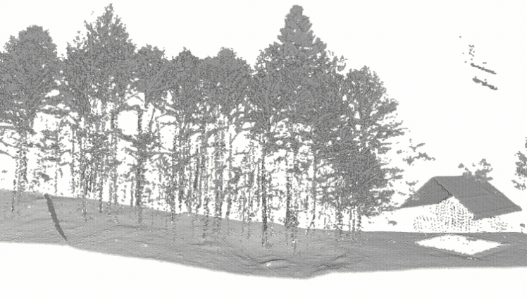 Forestry classification preview