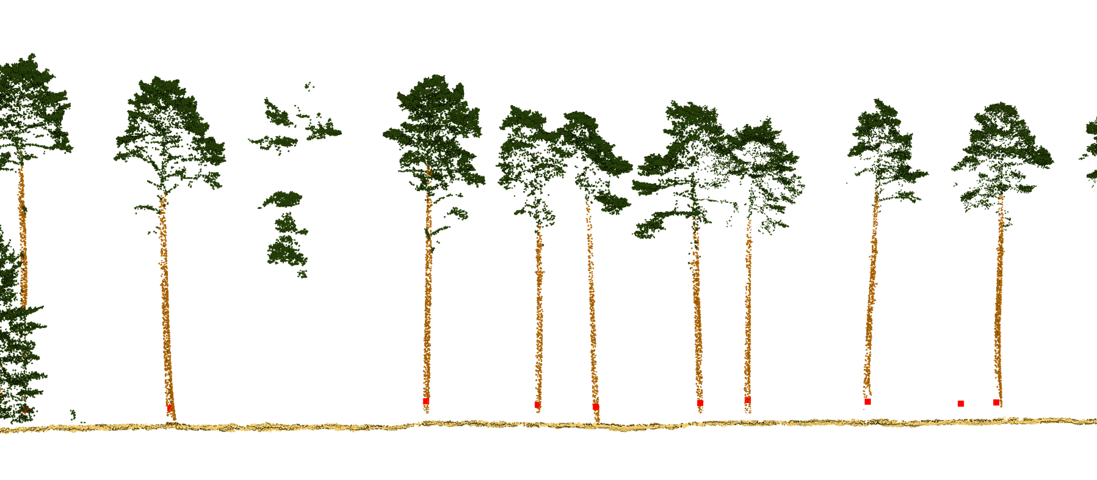 Tree DBH, forestry, inventory