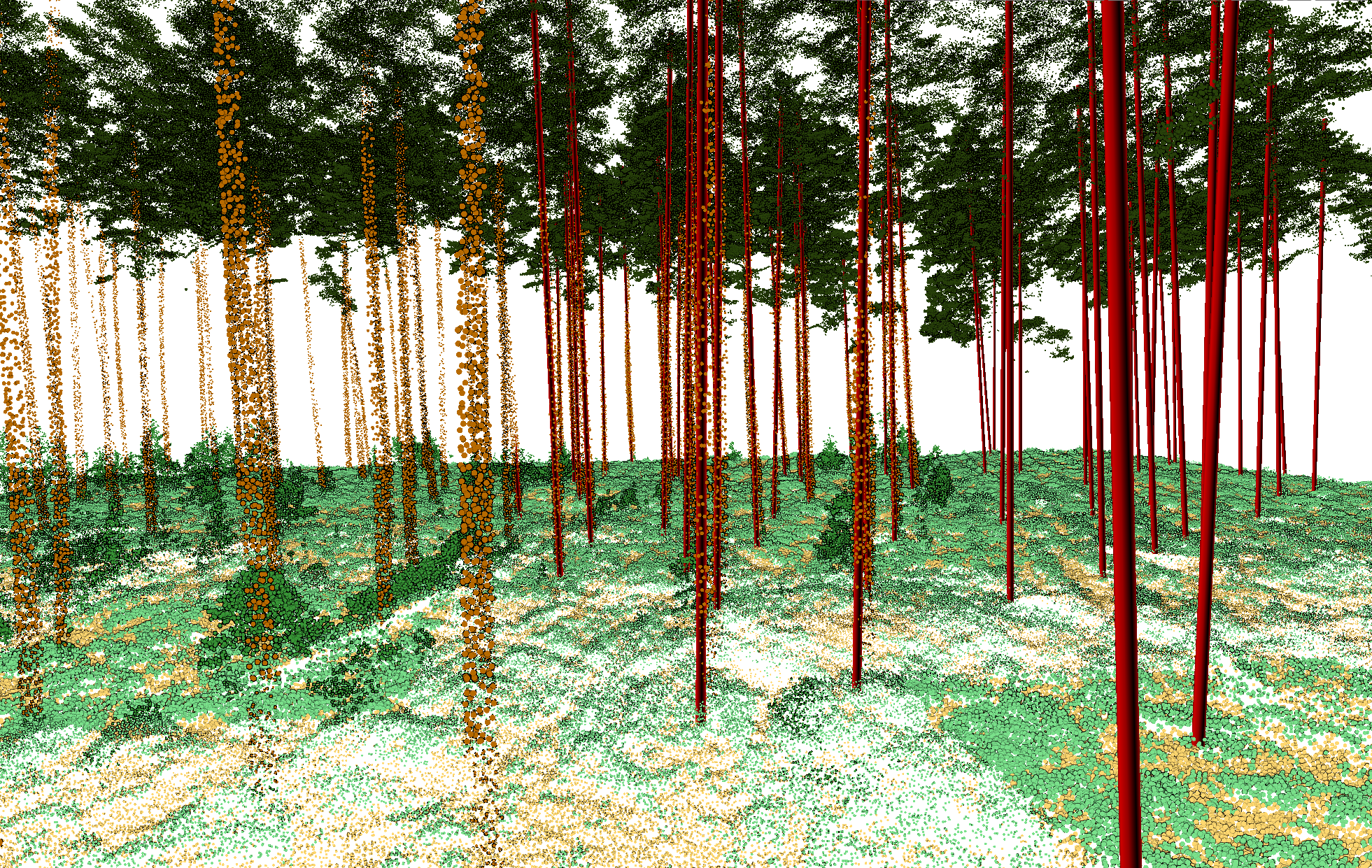 Forestry linear vectors from LiDAR